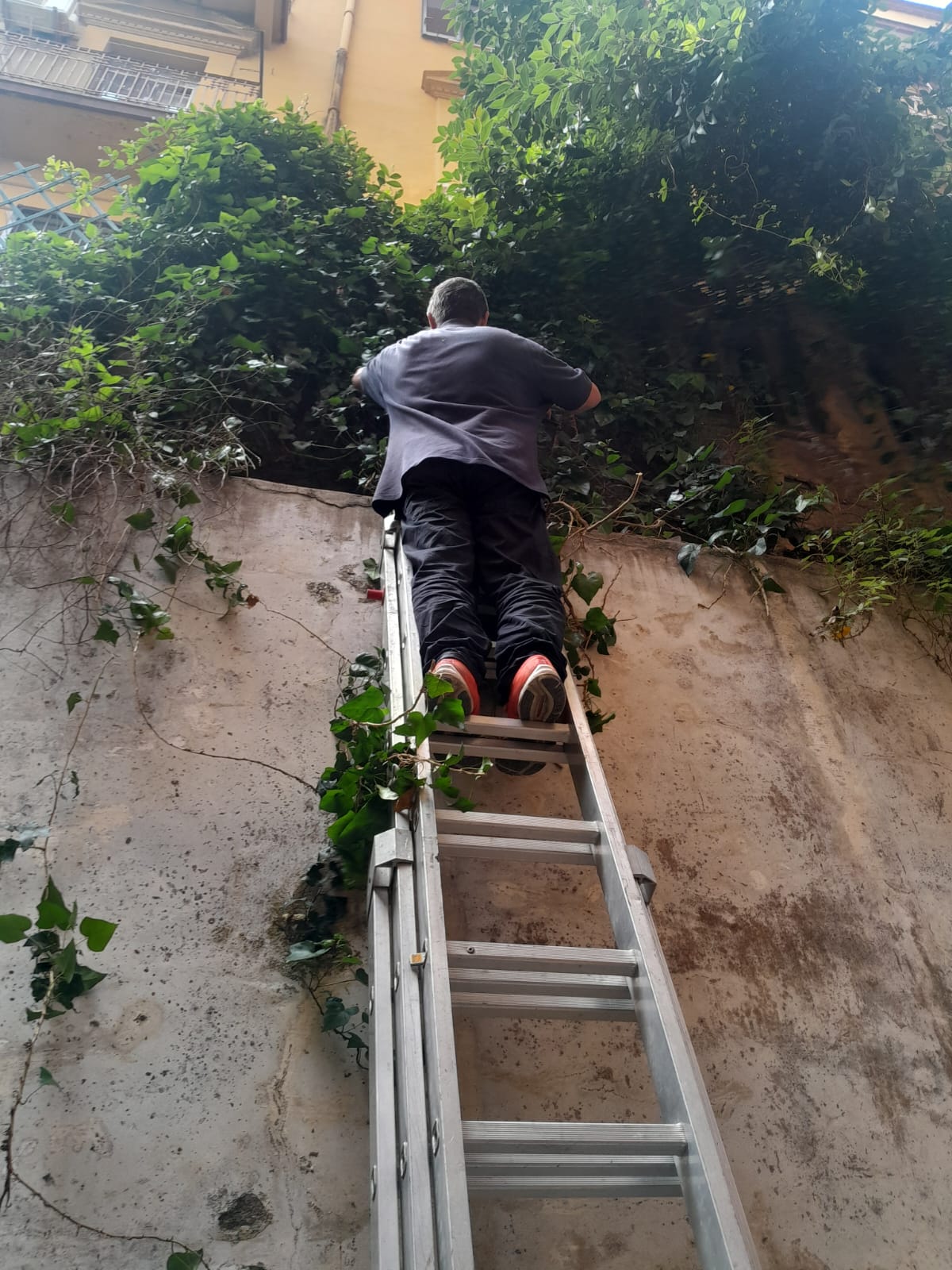 Potatura e taglio edera in altezza